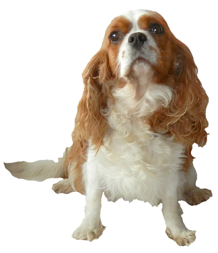 PERSONALISED CAVALIER KING CHARLES SPANIEL BIRTHDAY MOTHERS FATHERS DAY etc CARD 