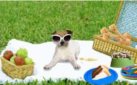 Gotcha Day Fun dog ecard