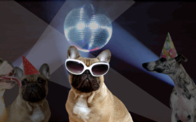Birthday bash birthday ecard with dogs