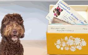 Birthday Cake dog ecard