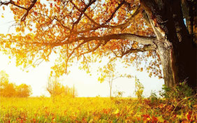 Autumn Fall Thanksgiving Tree
