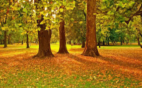 Autumn leaves trees outside nature thanksgiving