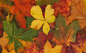 Autumn Fall Thanksgiving Leaves