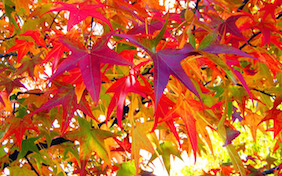 Autumn Fall Thanksgiving Leaves