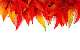 Autumn Fall Thanksgiving Leaves