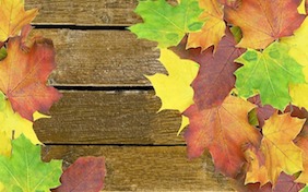 Autumn Fall Thanksgiving Leaves