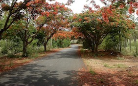 Autumn Fall Thanksgiving Road Trees