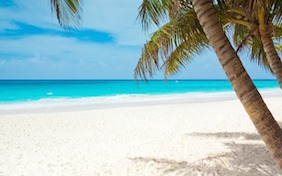 Beach sand ocean water palm tree