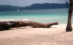 Beach sand ocean water tree