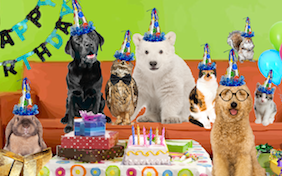 Create your own birthday party ecard