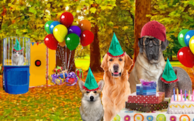 Build your own birthday ecard