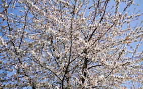 Cherry blossoms tree outside nature