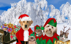 Build your own Christmas ecard