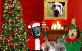 Build your own Christmas ecard