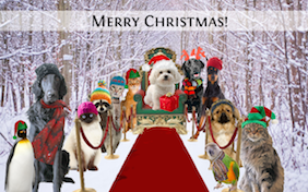 Build your own Christmas ecard
