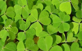 Clover St. Patricks Day