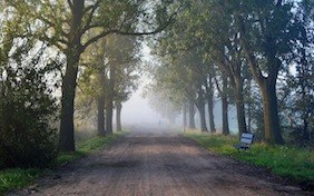 Country road outside trees nature