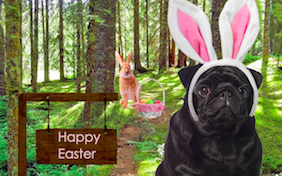 Build your own Easter ecard