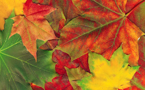 Autumn Fall Thanksgiving Leaves