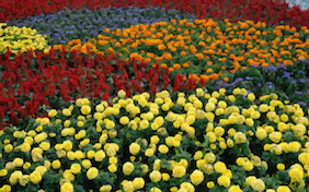 Field of flowers outside spring summer