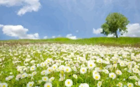 Field of flowers outside spring summer