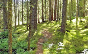 Forest path trees outside nature
