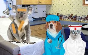 Build your own get well ecard