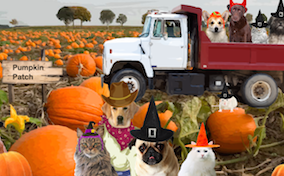 Build your own halloween ecard