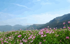 Field of flowers outside nature