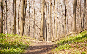 Outside path trees nature
