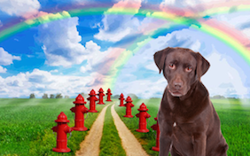 Build your own sympathy for pet loss ecard
