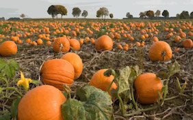 Pumpkin patch outside fall autumn halloween thanksgiving