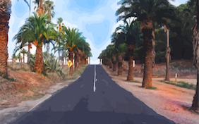 Road driving palm trees