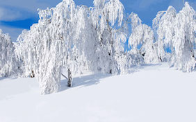 Winter snowy trees snow holidays christmas