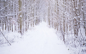 Winter snowy path snow trees holidays christmas