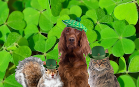 Build your own St. Patricks ecard