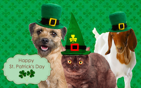 Build your own St. Patricks Day ecard