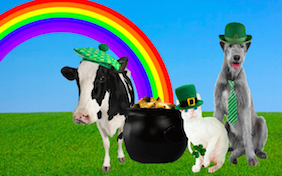 Build your own St. Patricks Day ecard