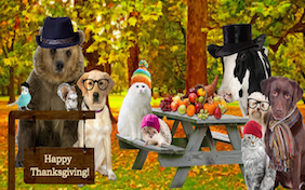 Thanksgiving build your own ecard