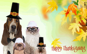 Create your own Thanksgiving ecard