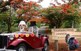 Build your own Thanksgiving ecard