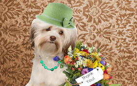 Build your own thank you ecard