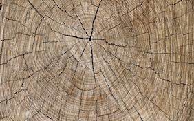 Tree stump inside tree
