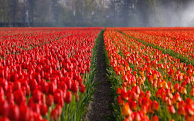 Field of tulips