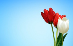 Tulips flowers spring