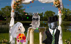 Build your own wedding ecard