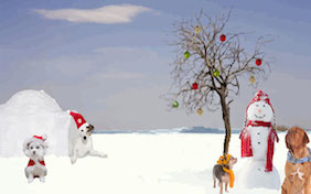 Winter holiday gathering pets dogs snow snowman christmas