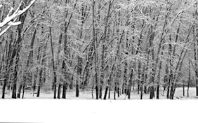 Winter snow trees holidays christmas