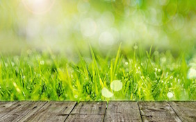 Outside wood walkway grass spring summer