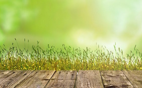 Outside wood walkway grass spring summer